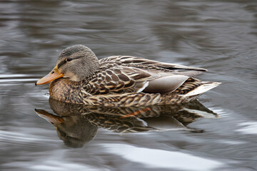 Anas platyrhynchos, wild duck swiming , dark background