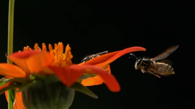 Wasp bees on red orange flowers. Flying slow-motion
