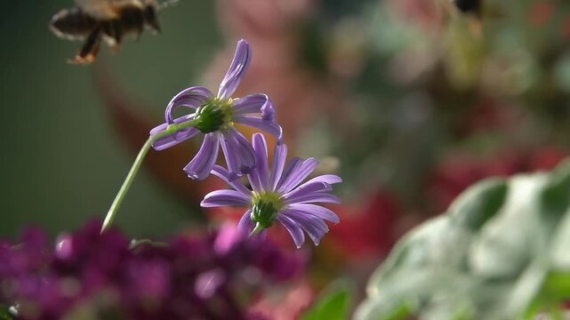 Bees, Flying on purple Flowers. Honeybee