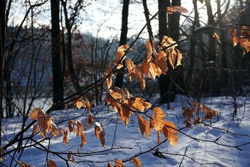 liście pomarańczy na gałęzi zimą  © Marcin