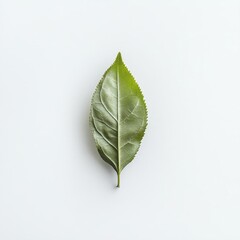 Fresh Green Tea Leaf Isolated on White Background for Herbal Wellness Branding and Packaging Designs