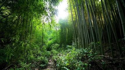 Fototapeta premium Golden sunlight illuminates dense bamboo forest nature scene tranquil environment serene viewpoint beautiful concept