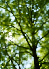 Fototapeta premium Blur background of green tree with sky bokeh nature light bokeh green bokeh green abstract background light bright blur pattern