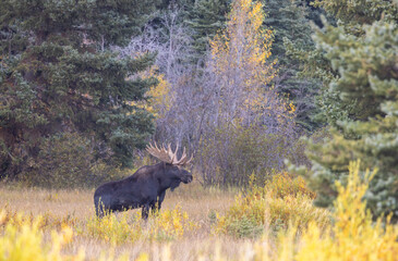 Bull Moose in Grand Teton National Park Wyoming in Autumn
