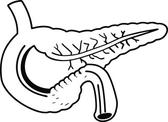 Pancrea. vector art with white background. Pancreas human organ, medical model in cartoon style isolated on white background stock vector illustration .