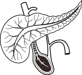 Pancrea. vector art with white background. Pancreas human organ, medical model in cartoon style isolated on white background stock vector illustration .