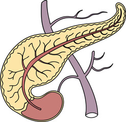 Pancrea. vector art with white background. Pancreas human organ, medical model in cartoon style isolated on white background stock vector illustration .
