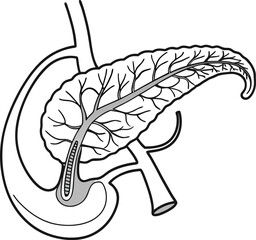 Pancrea. vector art with white background. Pancreas human organ, medical model in cartoon style isolated on white background stock vector illustration .