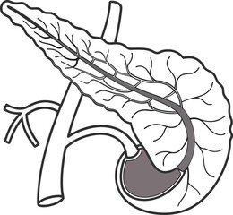 Pancrea. vector art with white background. Pancreas human organ, medical model in cartoon style isolated on white background stock vector illustration .