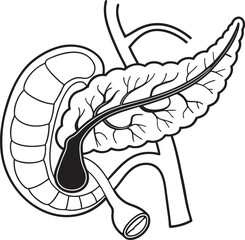 Pancrea. vector art with white background. Pancreas human organ, medical model in cartoon style isolated on white background stock vector illustration .