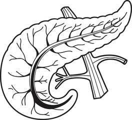 Pancrea. vector art with white background. Pancreas human organ, medical model in cartoon style isolated on white background stock vector illustration .
