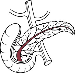 Pancrea. vector art with white background. Pancreas human organ, medical model in cartoon style isolated on white background stock vector illustration .