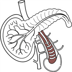Pancrea. vector art with white background. Pancreas human organ, medical model in cartoon style isolated on white background stock vector illustration .