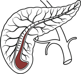 Pancrea. vector art with white background. Pancreas human organ, medical model in cartoon style isolated on white background stock vector illustration .