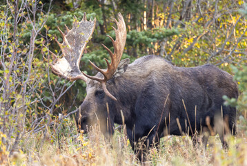 Bull Moose in Grand Teton National Park Wyoming in Autumn