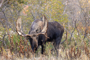 Bull Moose in Grand Teton National Park Wyoming in Autumn