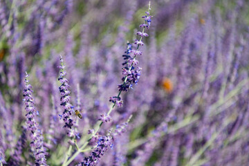 Composition of nature. Summer blooming flower. Blooming flower field. Field of lavender. Lavender flower in summer. France Provence field. Purple lavender bloom in nature. Aromatherapy concept