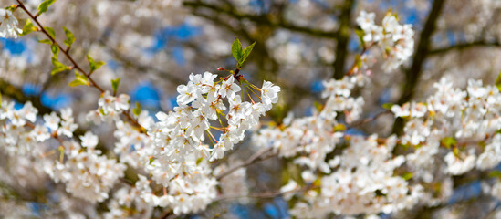 Beautiful spring season. Pink Sakura flower against a blue sky. Spring nature. Sakura tree with blooming flower. Blooming Sakura. Sakura blossom and flower. Selective focus