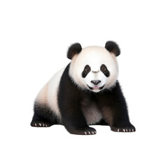 Fototapeta premium Adorable Giant Panda Cub on Transparent Background