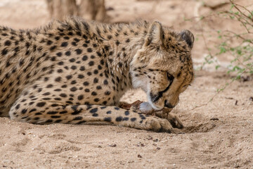 head of cheetah eating raw meat on ground at Conservation facility, near Otjiwarongo,  Namibia