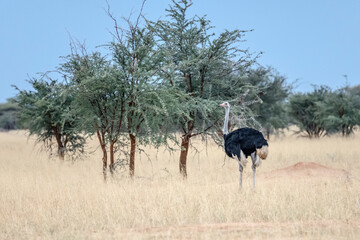 male Ostrich standing among shrubs at green desert countryside of Waterberg plateau, near Otjiwarongo,  Namibia
