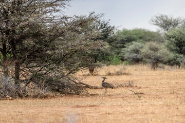 Kori Bustard on ground among shrubs at green desert countryside of Waterberg plateau, near Otjiwarongo,  Namibia