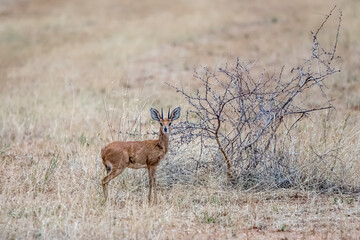 male Steenbock among grass at green desert countryside of Waterberg plateau, near Otjiwarongo,  Namibia