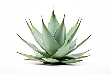Fototapeta premium Agave Plant Isolated on White Background. Still Life Foliage for Nature Design and Cultivation. (AR 3:2)