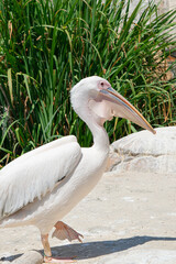 funny common pelican walks funny on the rock with its fin paws.