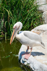 European common pelican watches patiently from the edge of a pond to see when it has the opportunity to catch some fish. 