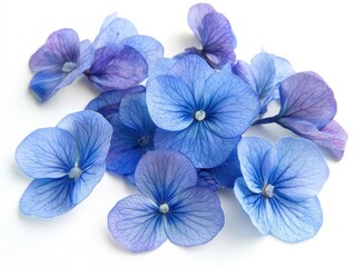 Obraz premium Selection of Various Blue Flowers Isolated on White Background for Botanical Inspiration