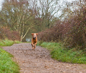 A Labrador runs towards camera in a beautiful rural setting.