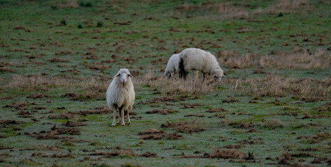 sardinian heep graze in a serene, grassy field, surrounded by patches of bare earth