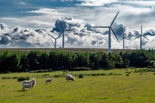 Rural Farmland Landscape With Sheep And Rotating Wind Turbines For Renewable Energy Production In Scotland, UK