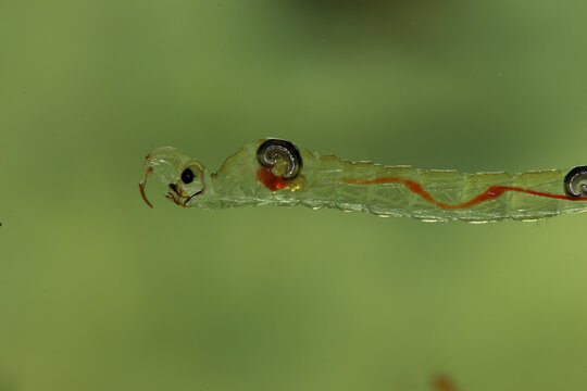 Phantom Midge larva (Chaoborus sp.) underwater, extreme macro close-up. 