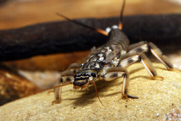 Stonefly nymph (Claassenia sabulosa) underwater, sitting on a rock on the streambed, macro close-up. 
