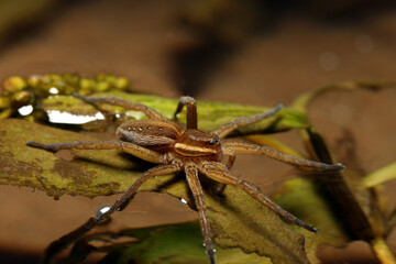 Six-spotted Fishing Spider (Dolomedes triton) sitting on the surface of a pond, macro close-up, angle 2. 