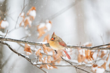 Female northern cardinal perched in a tree during snow storm