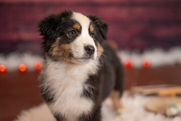 Portrait d'un chiot de race berger australien dans un studio pour un &eacute;levage canin