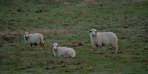 sardinian heep graze in a serene, grassy field, surrounded by patches of bare earth