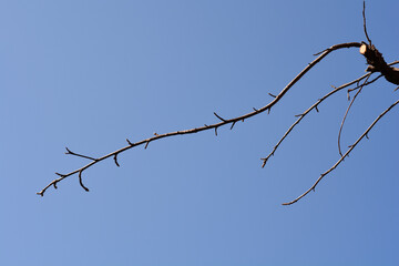 American sweetgum branches with winter buds