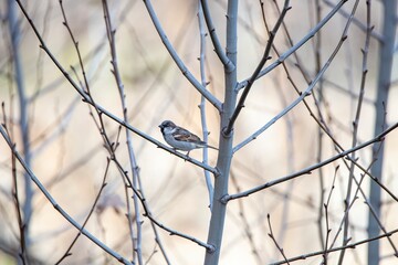 A small sparrow perched on a bare tree branch in winter. Soft background blur highlights the delicate bird and intricate branches, creating a peaceful, natural scene