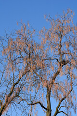 Common catalpa tree with dry seeds