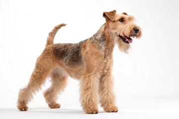 lakeland terrier dog isolated on white background