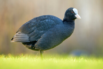 Coot