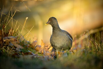 young Moorhen