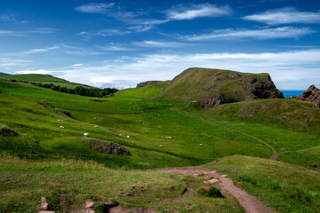 Fototapeta premium Rural Agricultural Landscape At The Atlantic Coast Of Saint Abbs Head With Sheep On Pasture In Berwickshire, Scotland, UK