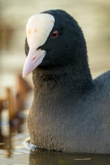 Coot