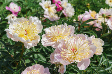 Vibrant fresh white Miraj peony flower bush in full bloom in the garden or park in sunny day, flowerbed. Summer natural floral background, wallpaper. Gardeing, breeding, growing flowers