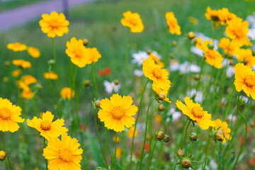 Coreopsis lanceolata, Lanceleaf Tickseed or Maiden eye on meadow, field blooming in summer. Nature, plant, floral background. Garden, lawn of yellow flowers lance leaved Coreopsis in bloom